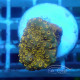Pavona maldivensis sunburts69
