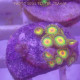 Zoanthus Z2131