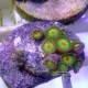 Zoanthus Z2131