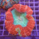 Acanthophyllia deshayesiana bicolor acantho50