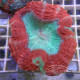 Acanthophyllia deshayesiana bicolor acantho50