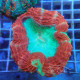 Acanthophyllia deshayesiana bicolor acantho50