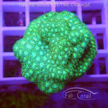 Leptastrea lepta63