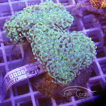 Euphyllia parancora Indonésie euphy2749