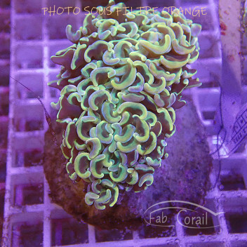 Euphyllia ancora Indonésie euphy2750