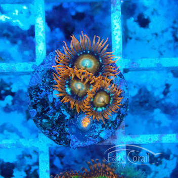 Zoanthus bowser Z2237