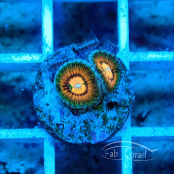 Zoanthus bowser Z2244