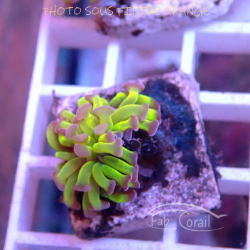 Euphyllia paradivisa Indonésie euphy2819