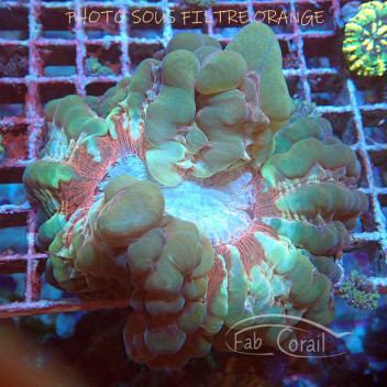 Cynarina lacrymalis cyna101