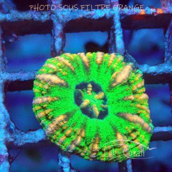 Scolymia button (micromussa pacifica) scoly190