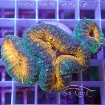 Lobophyllia multicolor Indonésie lobo325