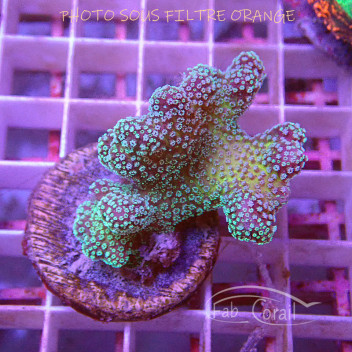 Stylophora stylo562