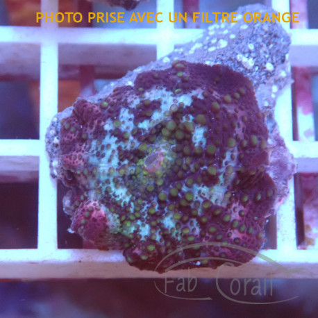 Discosoma sp disco581