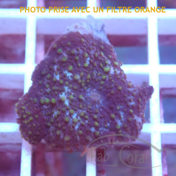 Discosoma sp disco685