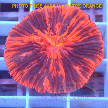 Fungia ultra (cycloseris) fungia245