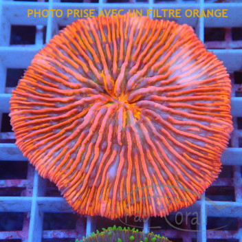 Fungia ultra (cycloseris) fungia246