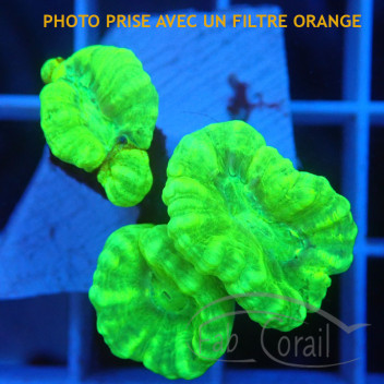 Caulastrea vert fluo caula313
