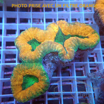 Lobophyllia Australie lobo329