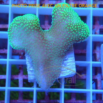 Stylophora vert stylo573