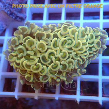 Euphyllia ancora orange coupé Indonésie euphy2894