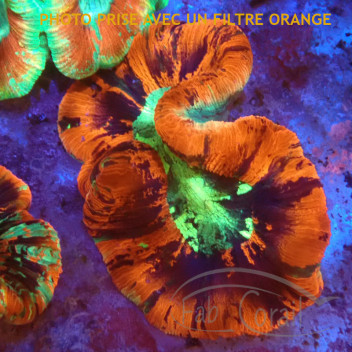 Trachyphyllia multicolor trachy216
