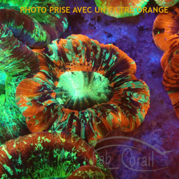 Trachyphyllia multicolor trachy216
