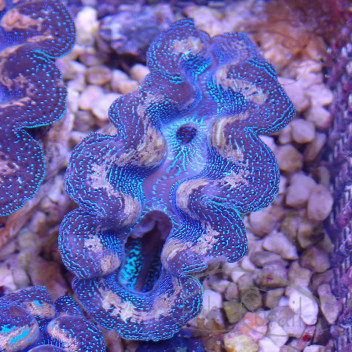 Tridacna crocea 6/8cm tridac309