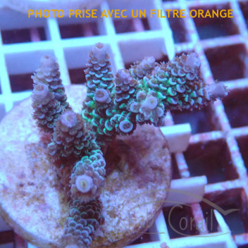 Acropora microclados Indonésie acro5623