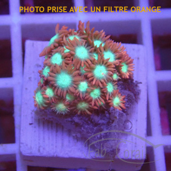 Goniopora gonio558