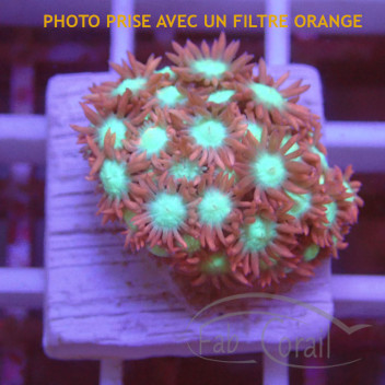 Goniopora bicolor gonio561