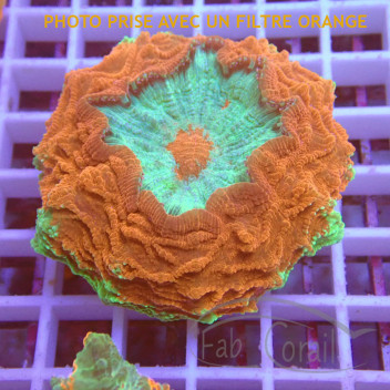 Acanthophyllia deshayesiana bicolor acantho54