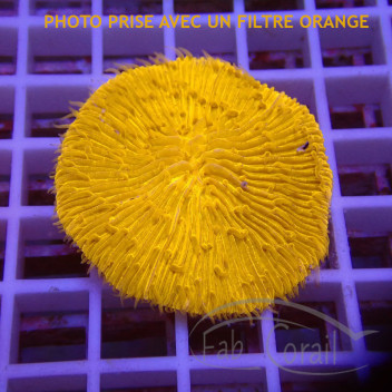 Fungia orange (cycloseris) fungia250