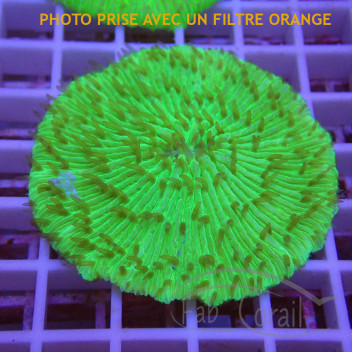 Fungia orange (cycloseris) fungia252