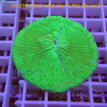 Fungia vert (cycloseris) fungia254