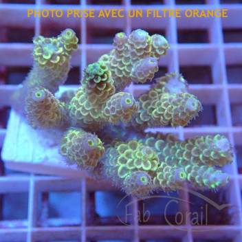 Acropora tenuis jaune pointe bleue Indonésie acro5635