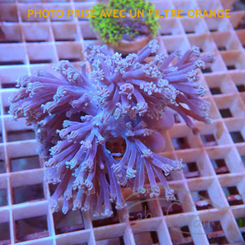 Cespitularia cespi32