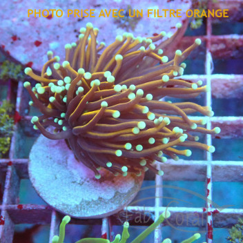 Euphyllia glabrescens dragonsoul Indonésie euphy2934