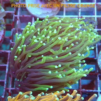 Euphyllia glabrescens hellfire Indonésie euphy2935
