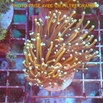 Euphyllia glabrescens hellfire Indonésie euphy2937