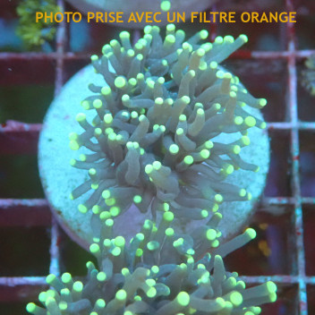 Euphyllia glabrescens Indonésie euphy2939