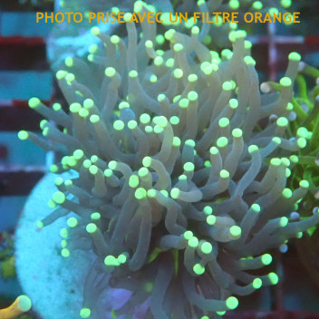 Euphyllia glabrescens Indonésie euphy2940