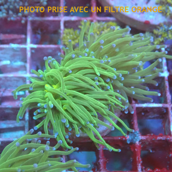 Euphyllia glabrescens vert Indonésie euphy2944