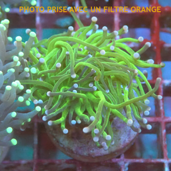 Euphyllia glabrescens vert Indonésie euphy2946