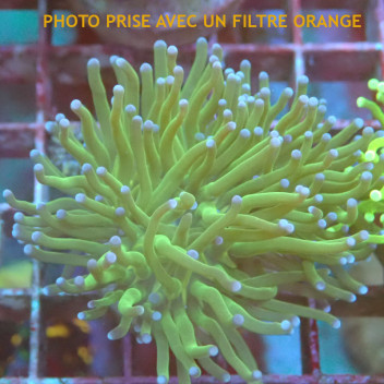 Euphyllia glabrescens vert Indonésie euphy2947