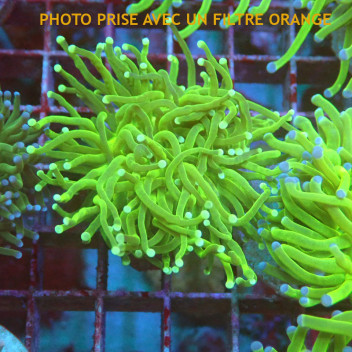 Euphyllia glabrescens vert Indonésie euphy2949
