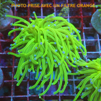 Euphyllia glabrescens vert Indonésie euphy2950
