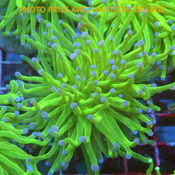 Euphyllia glabrescens vert blueberry Indonésie euphy2957
