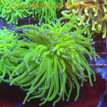 Euphyllia glabrescens vert blueberry Indonésie euphy2961