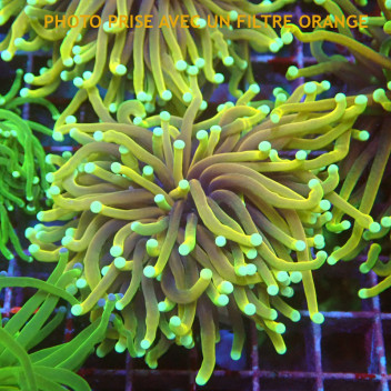 Euphyllia glabrescens vert blueberry Indonésie euphy2962