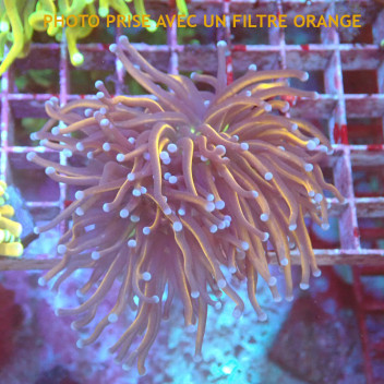 Euphyllia glabrescens dragonsoul Indonésie euphy2968